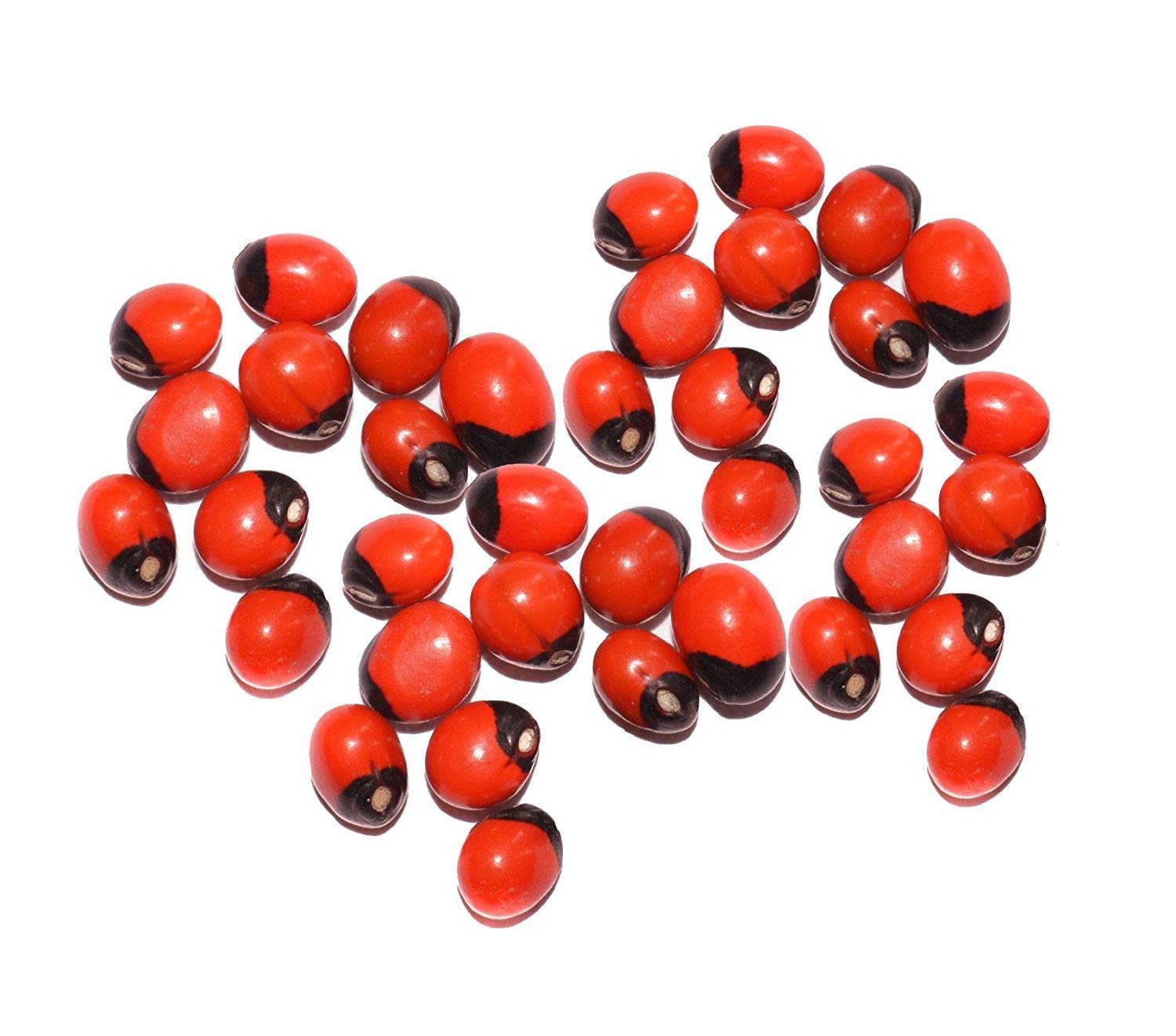 Red Gunja Ratti Chirmi Bead Natural Original Jaapmala making Beads for Meditation & Pooja Astrology Organic Jewellery 10g
