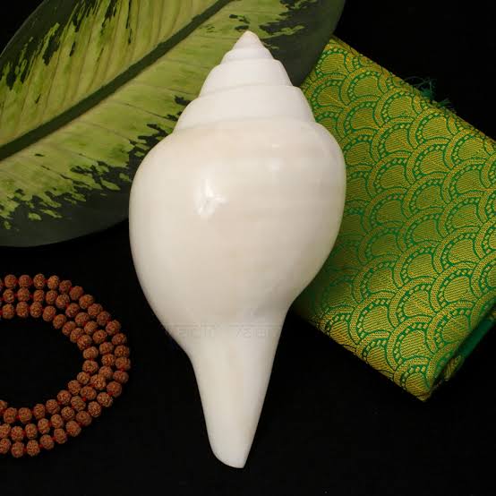 Jal Shankh for Pooja 3 Inch Natural Non Blowing Sacred Conch Shell for Worship & Home Decor