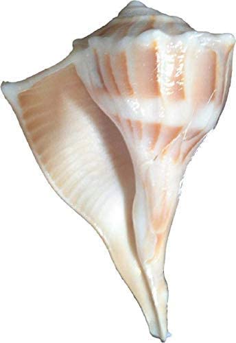 Bengalen Dakshinavarti Shankh Right Hand Conch Shell for Puja Items Pooja Thali Diwali Home Decor Gift ( Brown )