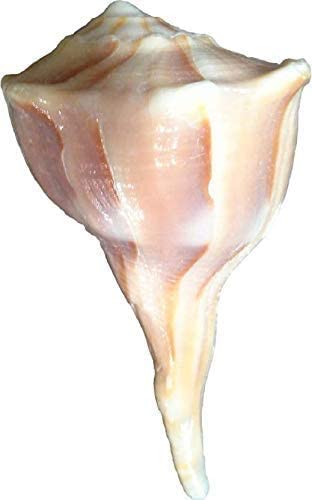 Bengalen Dakshinavarti Shankh Right Hand Conch Shell for Puja Items Pooja Thali Diwali Home Decor Gift ( Brown )