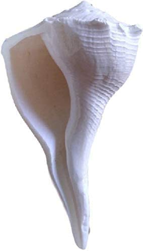 Bengalen Dakshinavarti Shankh Right Hand Conch Shell for Puja Items Pooja Thali Diwali Home Decor Gift ( White )