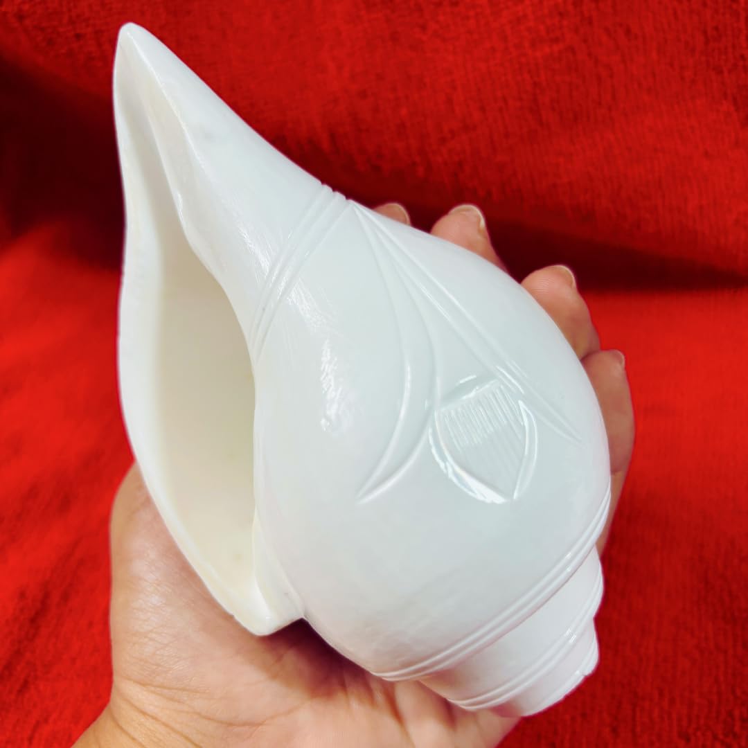 Blowing Shankh Original Conch Shell for Pooja Yoga Meditation White Glossy Finish Natural Artisan Crafted