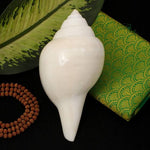 Jal Shankh for Pooja 3 Inch Natural Non Blowing Sacred Conch Shell for Worship & Home Decor