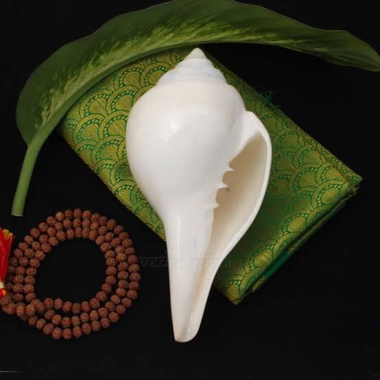 Jal Shankh for Pooja 3 Inch Natural Non Blowing Sacred Conch Shell for Worship & Home Decor