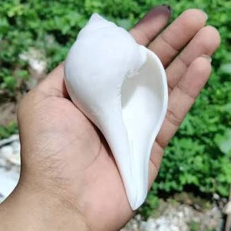 Jal Shankh for Pooja 3 Inch Natural Non Blowing Sacred Conch Shell for Worship & Home Decor
