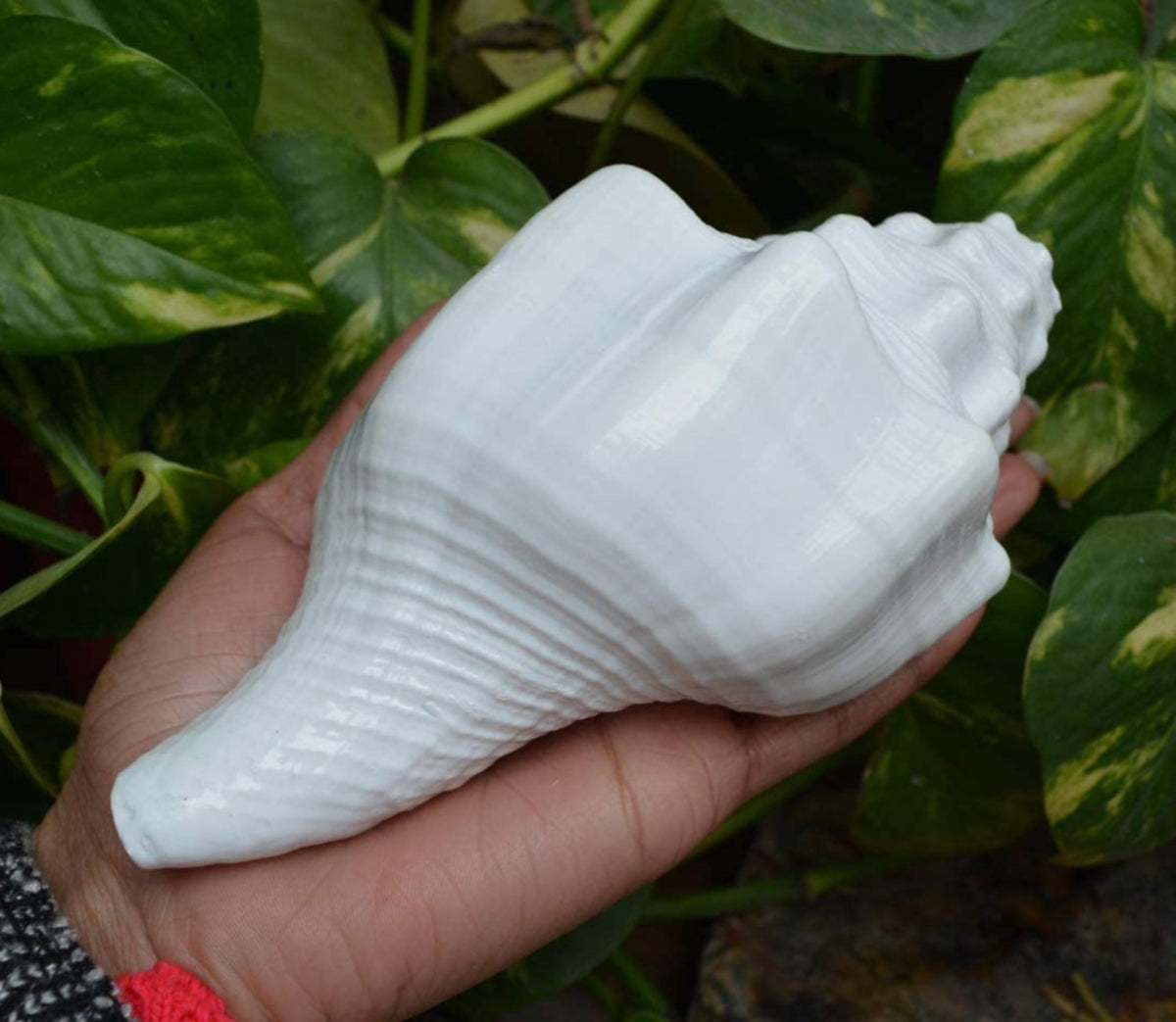 Shankh / Conch Shell
