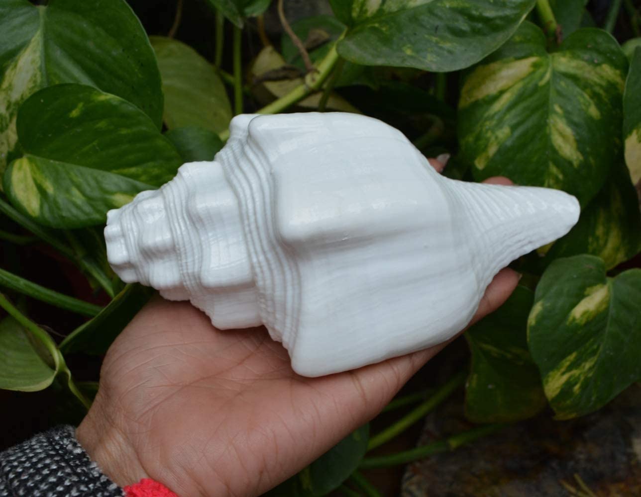 Bengalen Vamavarti Dattatreya Blowing Shankh - Conch Shell - Special Significance in puja Ritual