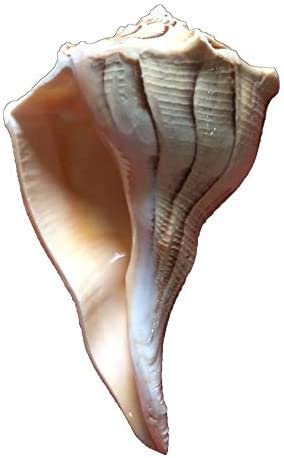 Bengalen Dakshinavarti Shankh Right Hand Conch Shell for Puja Items Pooja Thali Diwali Home Decor Gift ( Brown )