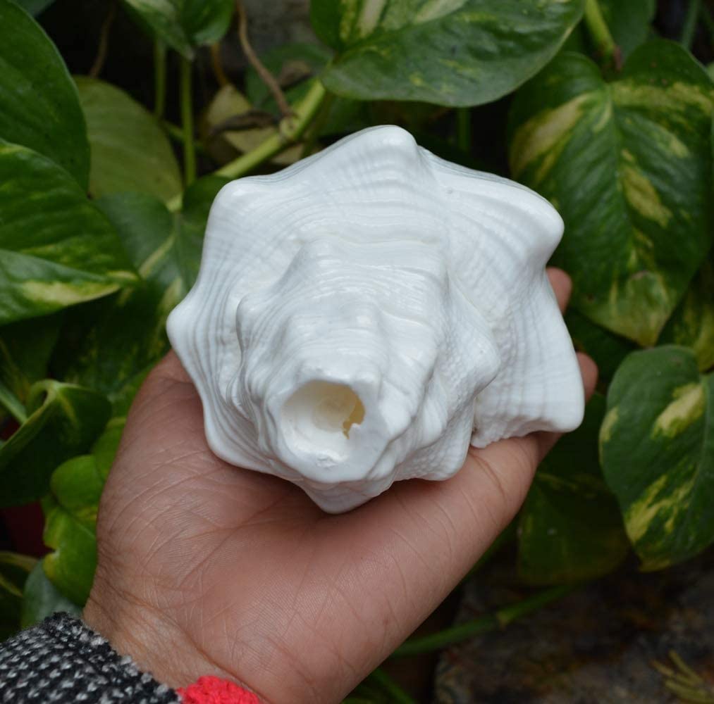 Bengalen Vamavarti Dattatreya Blowing Shankh - Conch Shell - Special Significance in puja Ritual