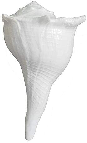 Bengalen Dakshinavarti Shankh Right Hand Conch Shell for Puja Items Pooja Thali Diwali Home Decor Gift ( White )