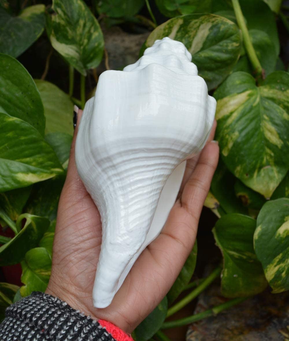 Bengalen Vamavarti Dattatreya Blowing Shankh - Conch Shell - Special Significance in puja Ritual