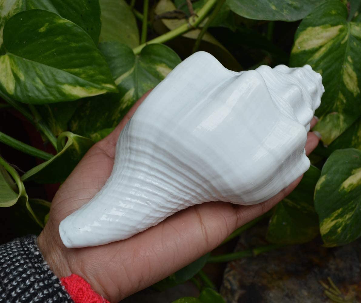 Bengalen Vamavarti Dattatreya Blowing Shankh - Conch Shell - Special Significance in puja Ritual