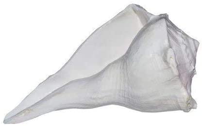 Bengalen Dakshinavarti Shankh Right Hand Conch Shell for Puja Items Pooja Thali Diwali Home Decor Gift ( White )
