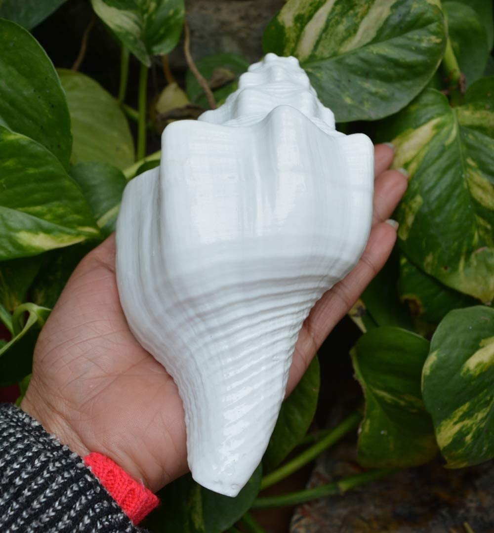 Bengalen Vamavarti Dattatreya Blowing Shankh - Conch Shell - Special Significance in puja Ritual
