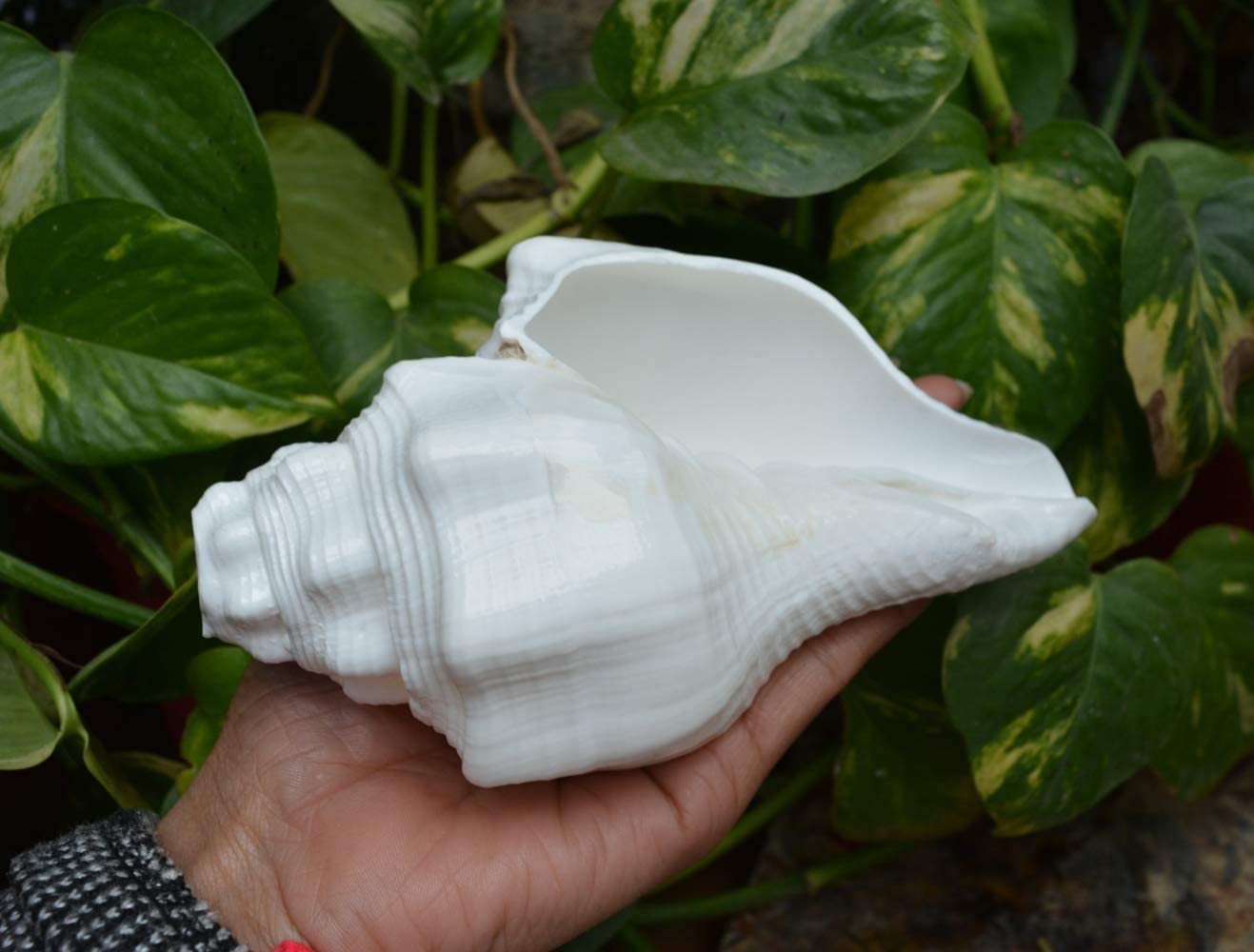 Bengalen Vamavarti Dattatreya Blowing Shankh - Conch Shell - Special Significance in puja Ritual