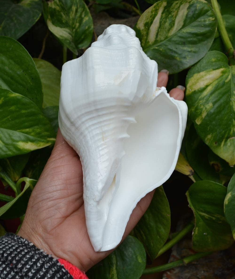 Bengalen Vamavarti Dattatreya Blowing Shankh - Conch Shell - Special Significance in puja Ritual